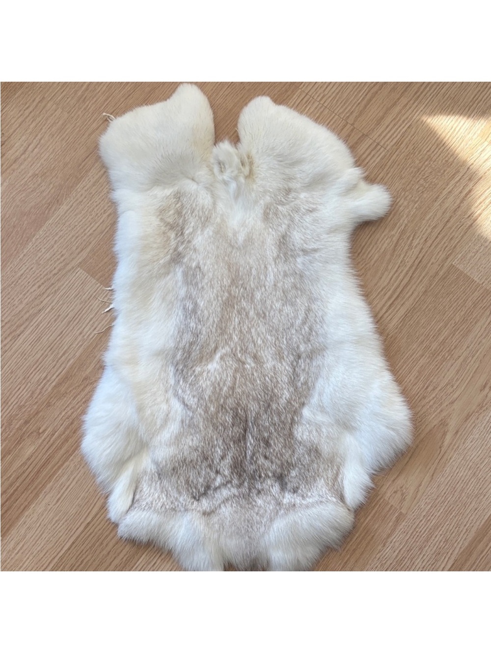Three rabbit pelts A100 0653 0676
